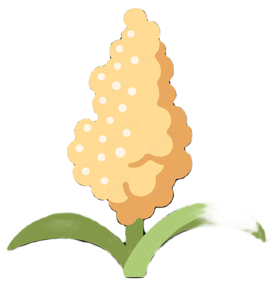 sorgo